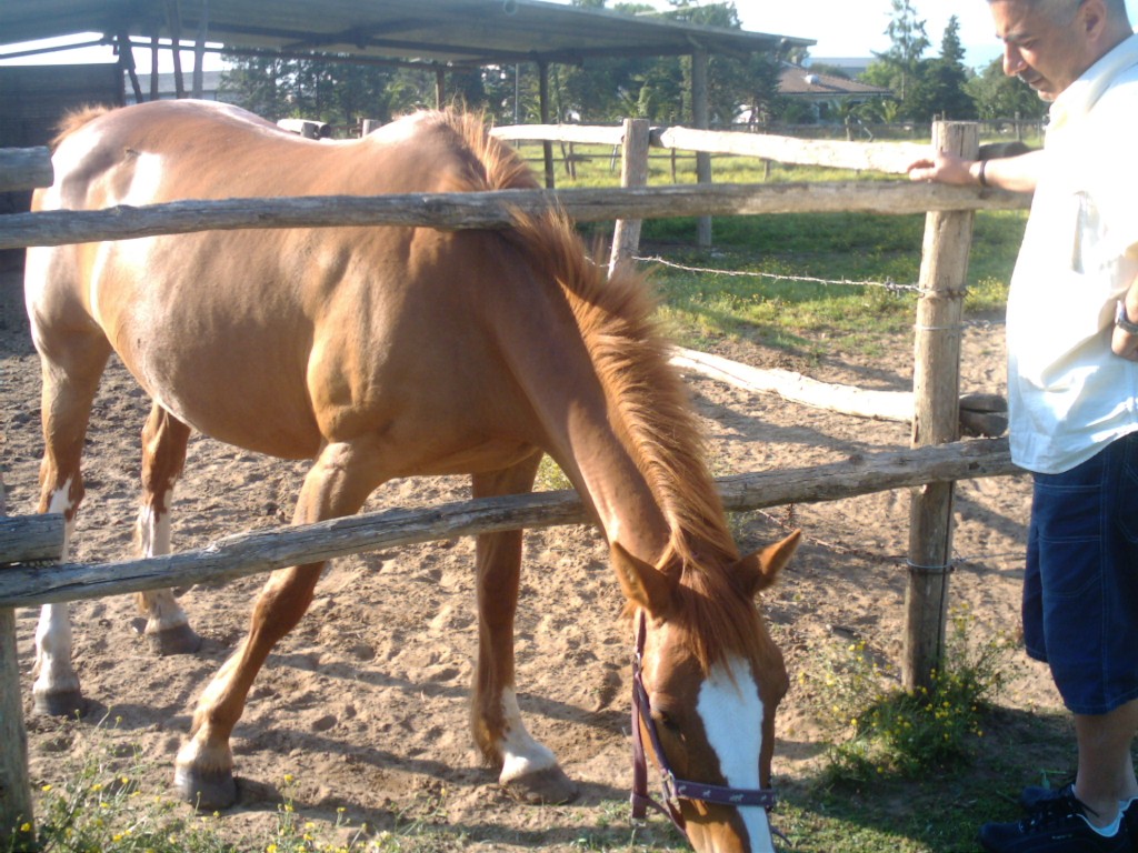 Dopo gatti e cani parliamo del Cavallo?